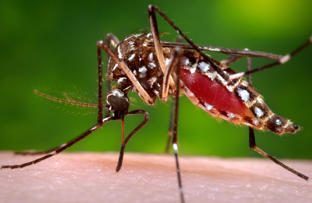 Photo provided by the U.S. Centers for Disease Control and Prevention shows a female Aedes aegypti mosquito in the process of acquiring a blood meal from a human host.