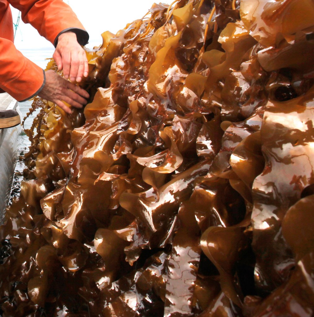 Kelp farming is among the potential businesses that could benefit from federal grant money to support entrepreneurial programs in Maine.