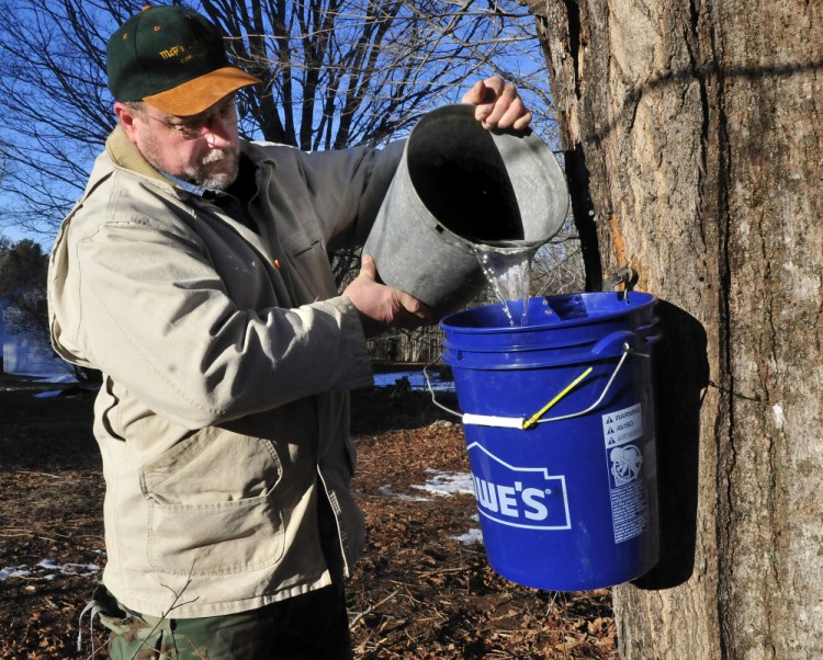 Bruce Torrey pours maple sap from a full bucket into another bucket early Tuesday at his home in Troy. Torrey said the sap has run steadily on the warm days since he began tapping trees last weekend. Also, area roads have been posted with weight limit restrictions — something that normally happens in the spring — because of the recent unusually warm weather.