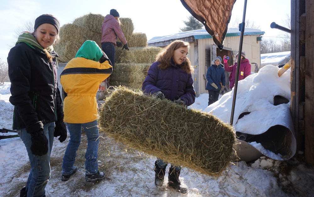 Contributed photo
Hannah Neal and Natalee House help other members of Giddy-Up & Go 4-H Horse Club unload hay at Double B Equine Rescue during the 2015 Hay Raiser.