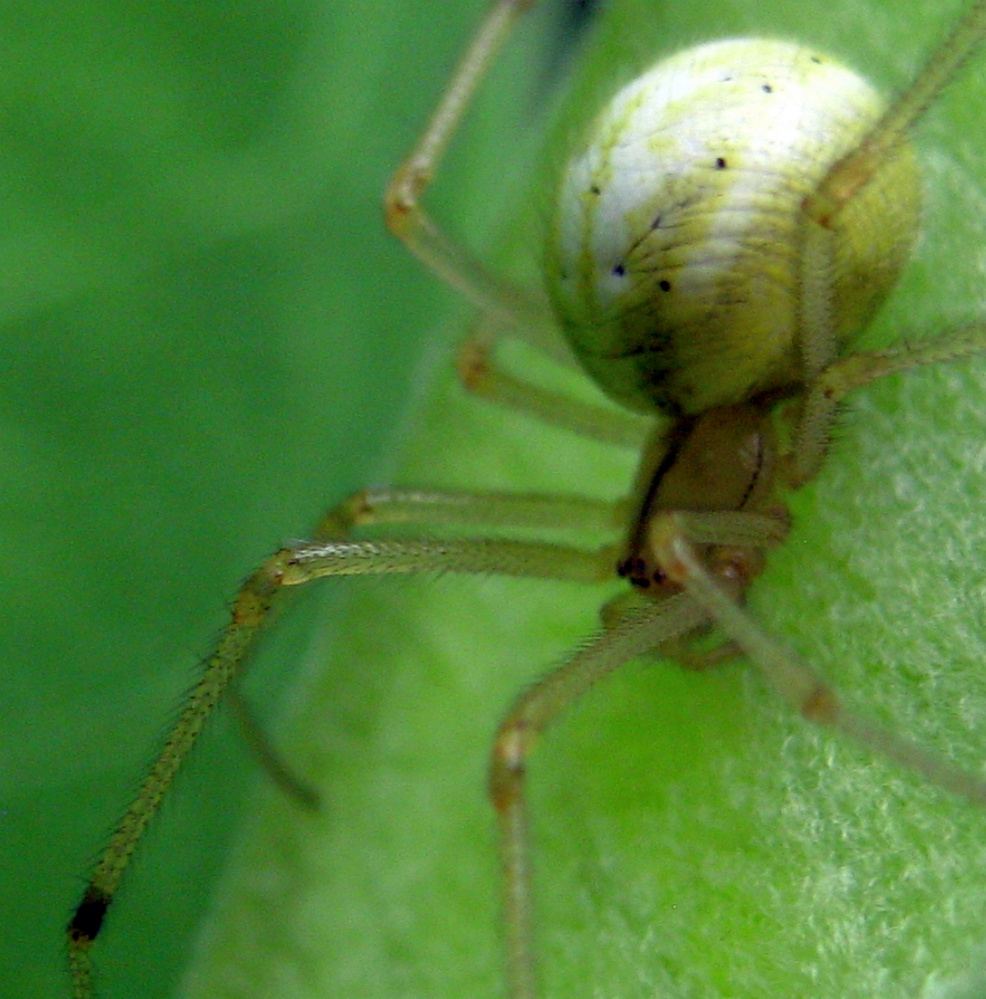 A spider of the species Enoplognatha ovata patrols a milkweed leaf in Unity last summer.