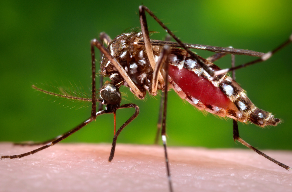 This 2006 photo provided by the Centers for Disease Control and Prevention shows a female Aedes aegypti mosquito in the process of acquiring a blood meal from a human host.