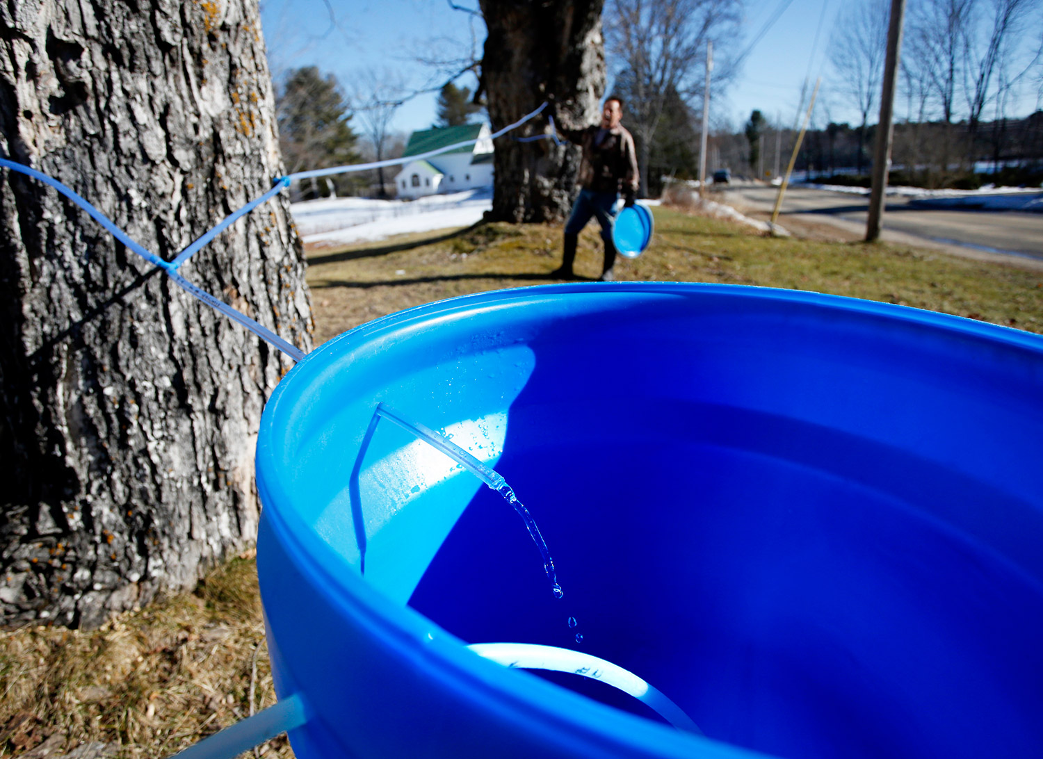 Jeff Berry collects sap from 30-gallon buckets in Buxton on Tuesday.