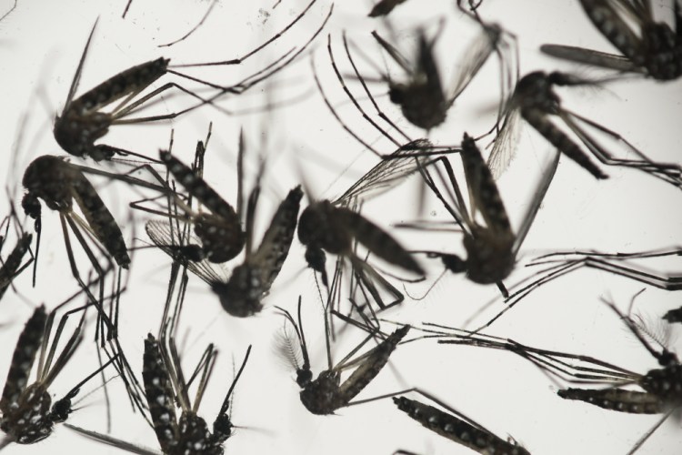 Aedes aegypti mosquitoes, shown in a petri dish at a lab, proliferate in “artificially-human-made habitats” such as tires and cans, a Yale University professor says.