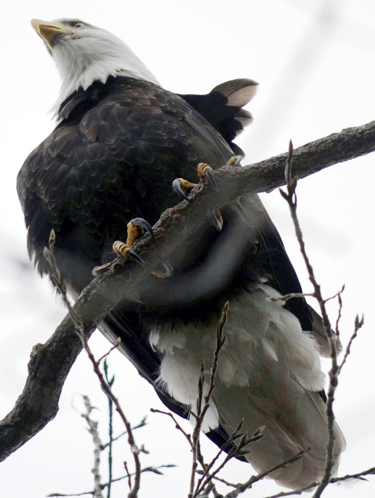 Bald eagles have made a huge comeback nationwide and they’ve been spotted along the Charles River.