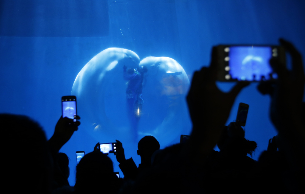 Visitors take pictures while Beluga whales and their trainers present "The heart of Ocean" show at the Harbin Polarland in the northern city of Harbin, Heilongjiang province January 6, 2015. The polar land themed park combining animal shows and  polar land sights has had increased visitors during the annual Harbin International Ice and Snow Festival, the park said. 
 REUTERS/Kim Kyung-Hoon (CHINA - Tags: ANNIVERSARY SOCIETY TRAVEL) - RTR4K7IR
