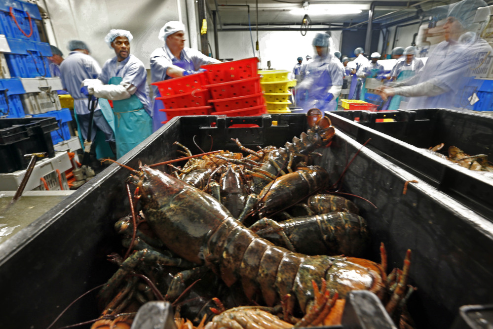 FILE - In this June 20, 2014, file photo, lobsters are processed at the Sea Hag Seafood plant in Tenants Harbor, Maine. America’s lobster industry is sending less of its catch to Canada as processing grows in New England, and the growth could have widespread ramifications for consumers who are demanding more lobster products every year.