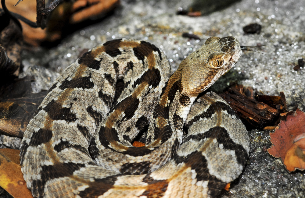 A timber rattlesnake rests on a rock in Massachusetts. Plans to start a colony of rattlesnakes on an off-limits island in the state’s largest drinking water supply have come under fire.
