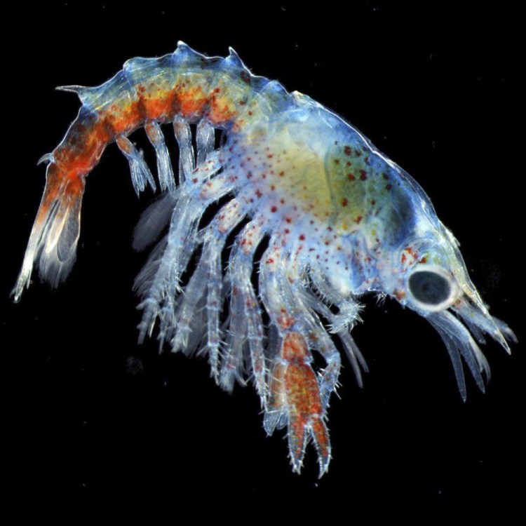 Jesica Waller took this photo of a three-week-old lobster larva with a camera mounted on a dissecting microscope. Waller, a marine sciences student at the University of Maine, won a contest with the photo, which will be published in Popular Science magazine.