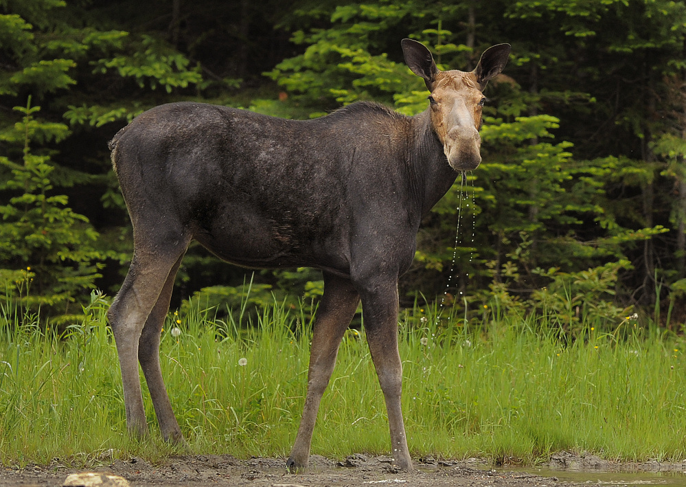 A moose pauses while drinking from a puddle on Route 11 near Patten in Penobscot County. Biologists estimate Maine’s moose population at 60,000 to 70,000, more than any other state in the contiguous U.S.