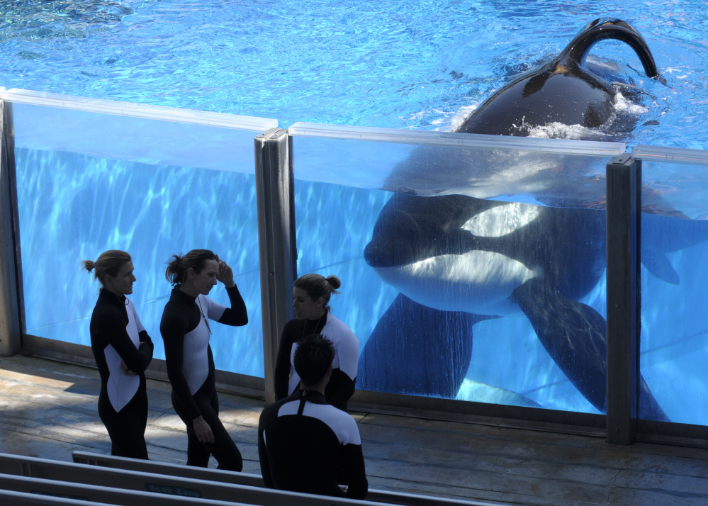 SeaWorld says it’s ending “the practice in which certain employees posed as animal-welfare activists.” The company’s stock was down 11 percent Thursday.