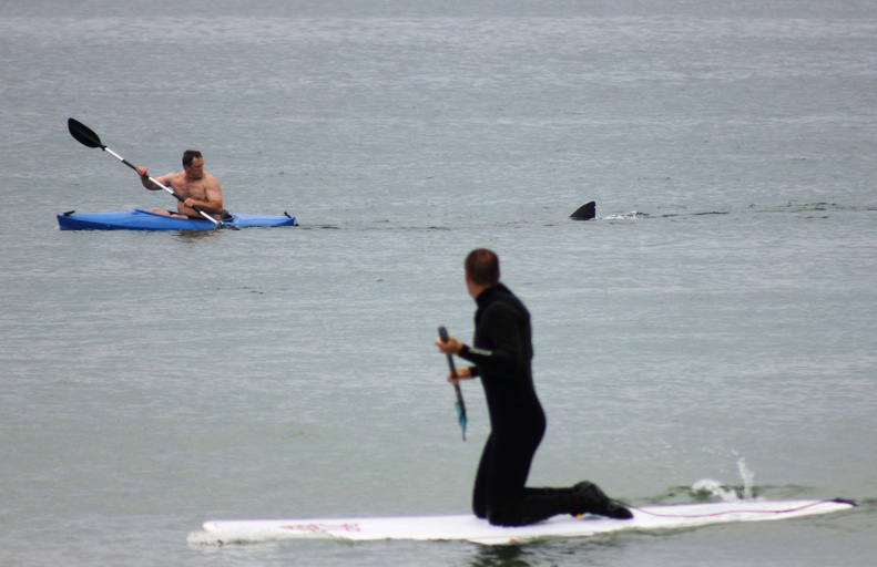 Walter Szulc Jr., in kayak at left, looks back at the dorsal fin of an approaching shark at Nauset Beach in Orleans, Mass., on Cape Cod in July 2012. An unidentified man in the foreground looks toward them. Both men got safely to shore. attack Beach cape cod dorsel fin great white great white shark kayak MASN501 Nauset Orleans, Massachusetts shark