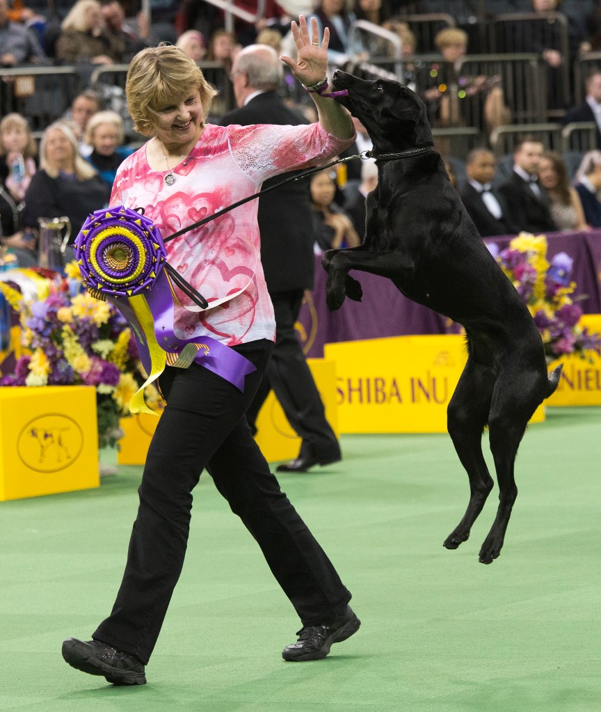 Heart, a Labrador, and her owner/handler, Linday Brennan, of Columbia, N.J., walk off the main ring after picking up her trophy for winning the obedience portion of the 140th Westminster Kennel Club dog show Monday. (AP Photo/Mary Altaffer)