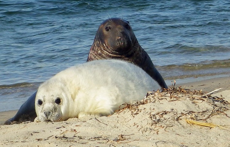 In this Jan. 7, 2016, photo, a gray seal mother and pup lie on the beach of Muskeget Island at Nantucket, Mass. Photo by Kimberly Murray/National Oceanic and Atmospheric Administration via AP