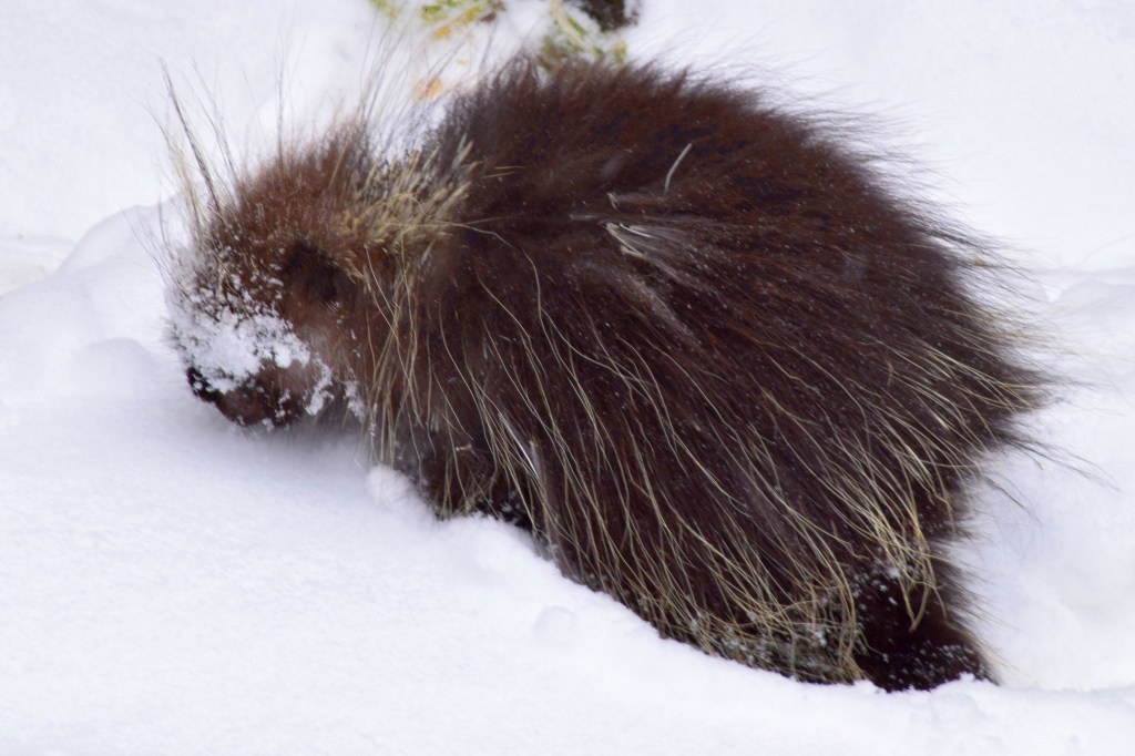 The porcupine makes its rounds in Troy this snowy day in February.