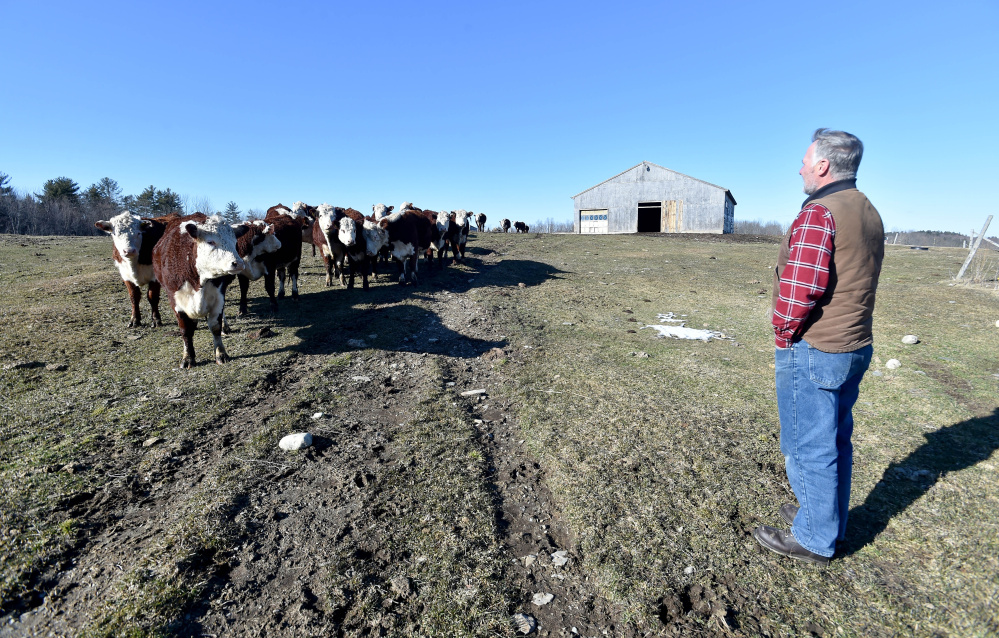 Bob Campbell stands in his upper pasture as he calls for his herd of grass-fed beef cattle at Wolf Creek Farms, in Sidney on Friday. The town has set up a residents’ committee to look at how farmland is valued.