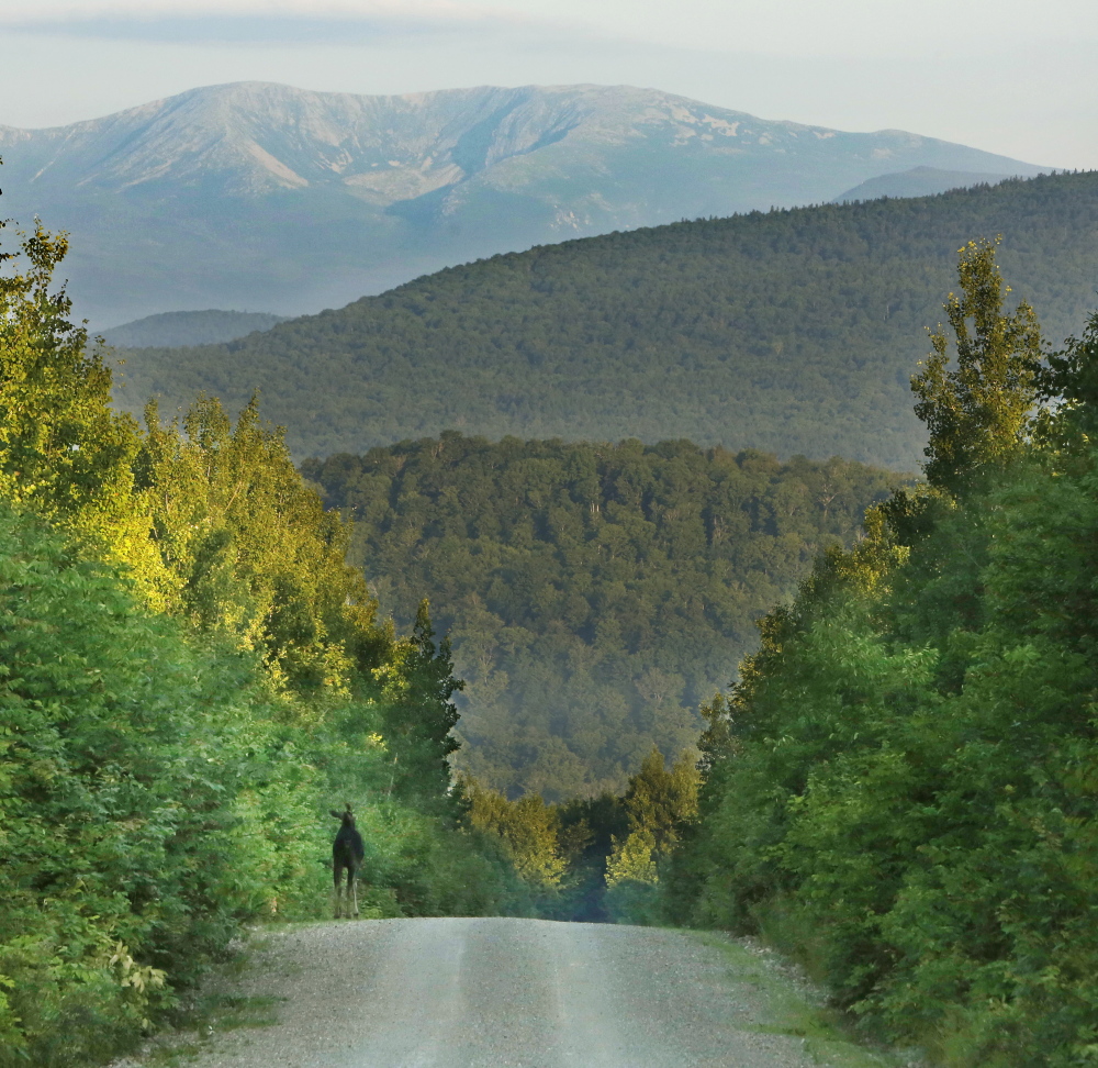 PATTEN, ME - July 15: A moose makes its way along the Sherman Lumber Company Road near Stacyville on Tuesday, July 15, 2014. In the background are Hamlin Peak, left and Howe Peaks. (Photo by Gregory Rec/Staff Photographer)