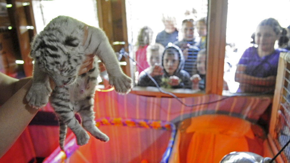 One of the three tiger cubs is held up by Heidi Perez on June 20, 2014, at DEW in Mount Vernon.