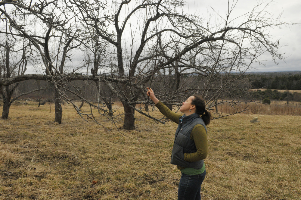 Dalziel Lewis, of Dig Deep Farm, checks out growth on an apple tree during an interview on Friday in South China.