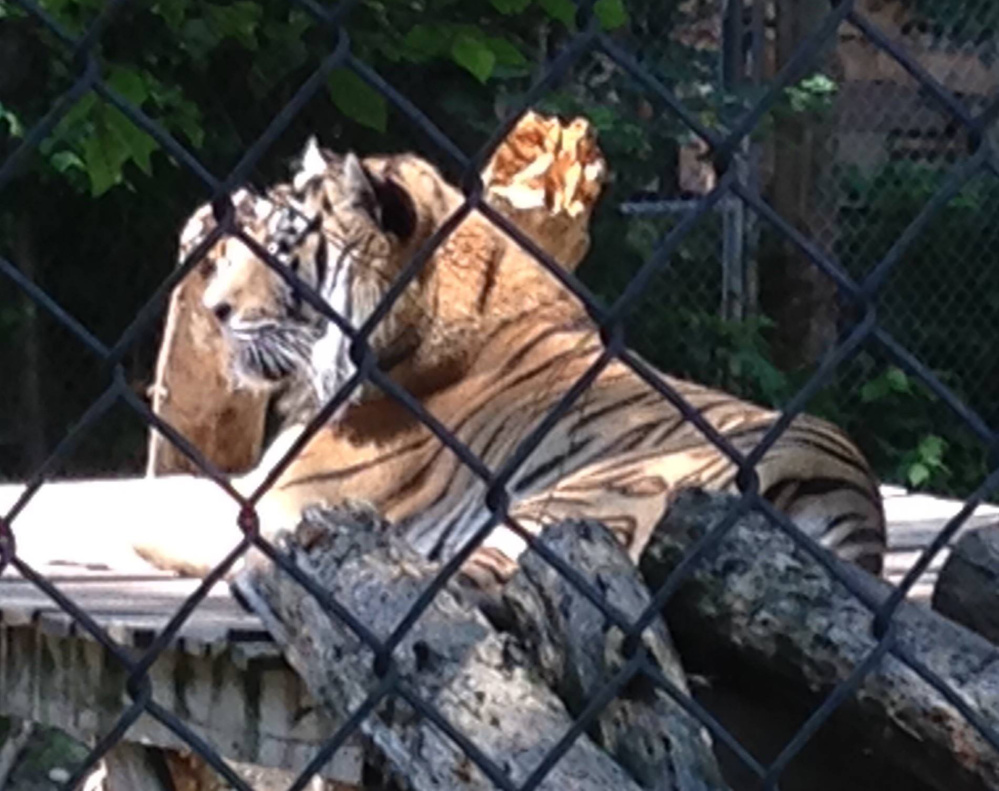 Tigers rest inside their enclosure at DEW Haven in Mount Vernon last summer. A documentary film featuring the animal sanctuary won’t be shown at Railroad Square Cinema in Waterville after Mother Jones magazine reported animal welfare violations at the sanctuary. The documentary was scheduled for next week.