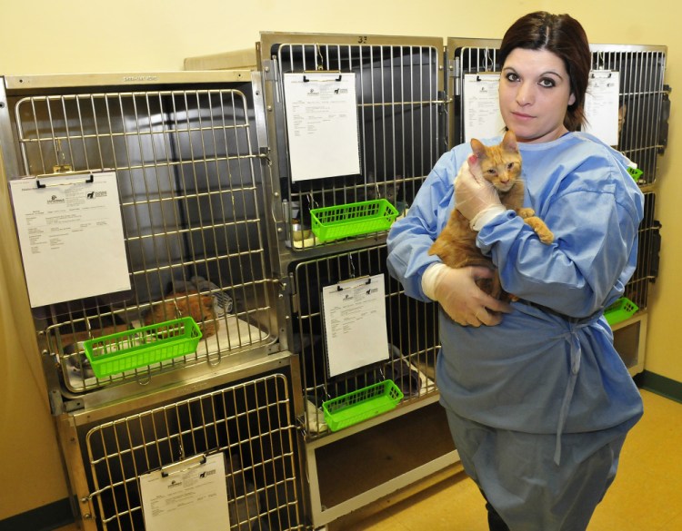 Humane Society Waterville Area Intake Manager Stacey Recanti Thursday holds one of 41 cats, some suffering health issues and upper respiratory illness, that were brought in Wednesday from a “hoarding situation” and are being held in isolation at the Waterville shelter.