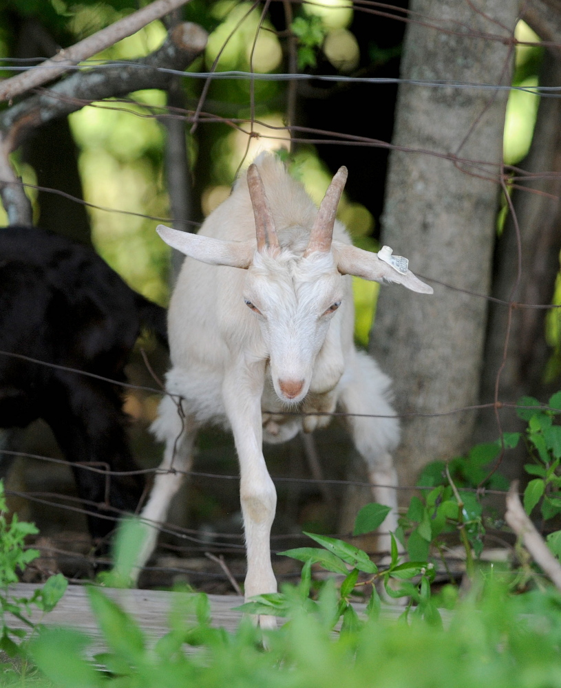 A goat climbs through the fence and back to the Norman Road farm in Sidney in July 2014. Mark Gould’s goats have been escaping on to the side of Interstate 95 through a state maintained fence.