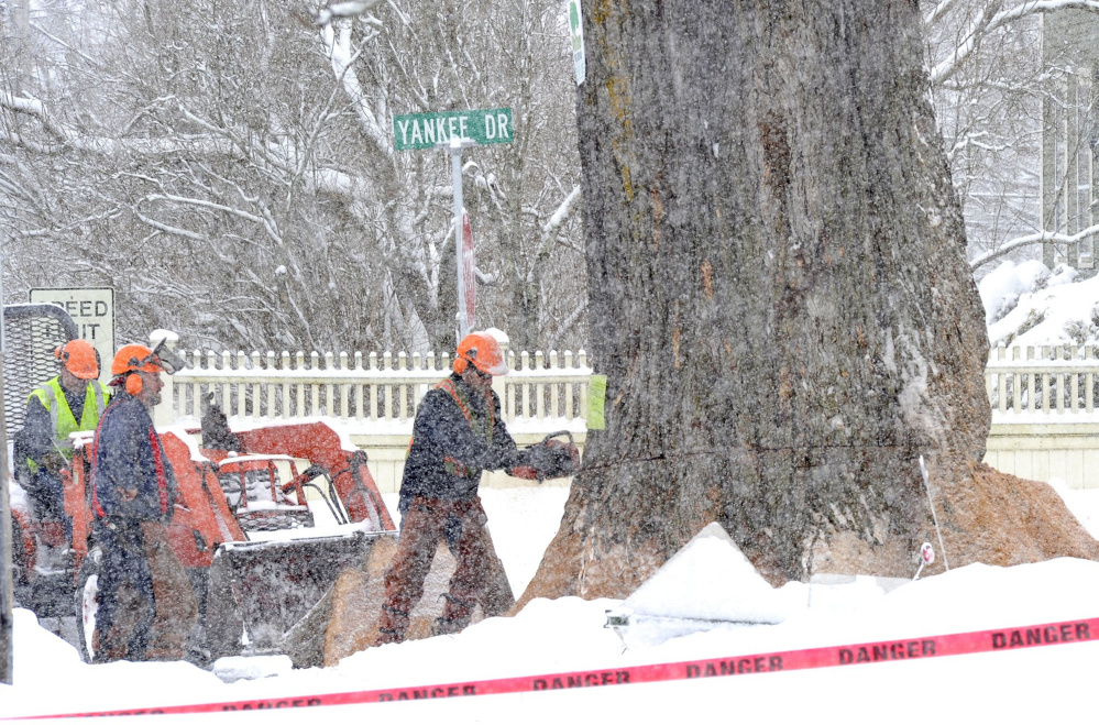 Workers from Whitney Tree Service cut into Herbie, once New England’s largest American elm. The 217-year-old tree in Yarmouth had to be cut down in 2010 because it had succumbed to Dutch elm disease. The Nature Conservancy is working to re-establish the towering shade trees in New England.
