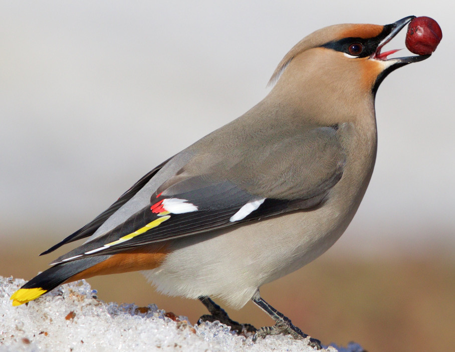 There’s nothing like fruit to satiate a Bohemian waxwing’s appetite.