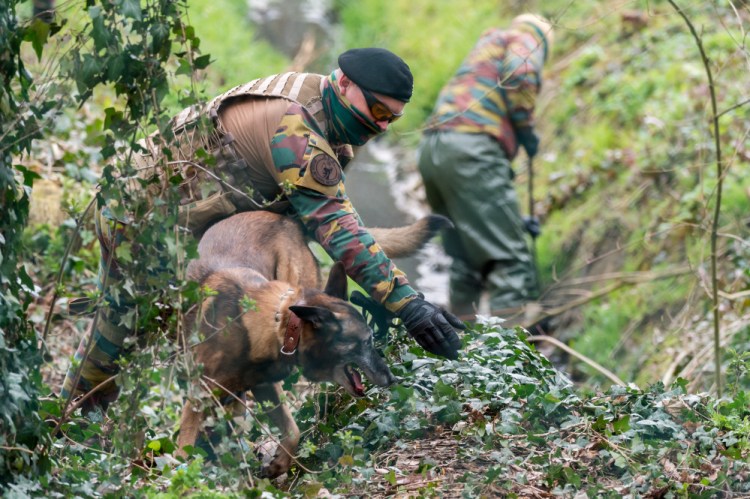 A soldier gives his dog directions as they search a wooded area in Marke, Belgium, on Thursday. Authorities searched a wooded, residential area close to the French border in connection with the recent arrest of Reda Kriket, who is accused of participating in a terrorist group.