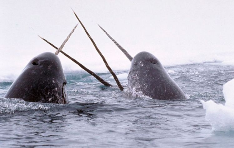 Narwhals "tusking," in a photo by Glenn Williams of Canada's National Institute of Standards and Technology, via Wikipedia. Narwhals' spiral tusks can grow longer than 8 feet, and like elephant tusks are valued for their use in carvings and jewelry-making.