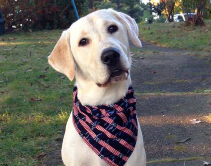 Lexi, a 2-year-old yellow Labrador retriever belonging to a Winthrop family, was struck and killed by a car Monday night. The car's driver later contacted police and family members.