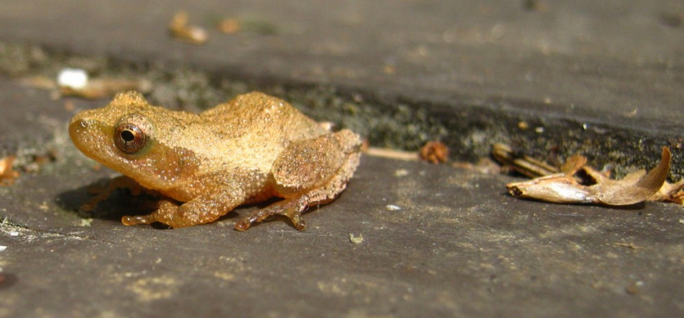 A spring peeper in late summer in Troy.