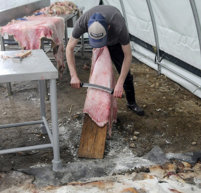 Will Willard scrapes sheepskin with a fleshing knife at the Central Maine Meats slaughterhouse in Gardiner. A $2.6 million refinancing package for the owners of Central Maine Meats means the company can move up implementation of some plans and explore other options, including tanning sheep hides and expanding training programs.