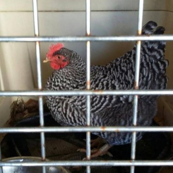 This hen, originally thought to be a rooster, was found Wednesday between two houses on Bond Brook Road.