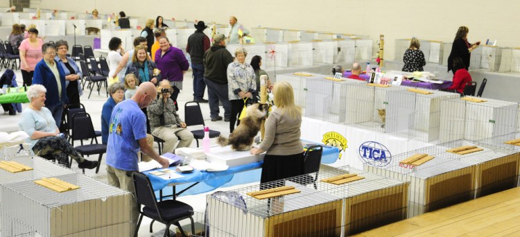 A small crowd watches as judge Christina Baumer surveys an entrant in the cat show Friday at the Augusta State Armory.
