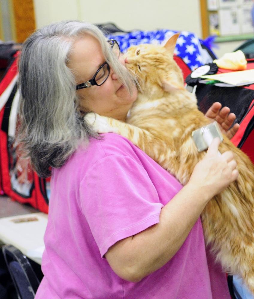 Gisele Duplessis tries to brush her polydactyl Maine Coon cat Triton while he licks her face as she prepares for judging during the cat show on Friday at the Augusta State Armory.