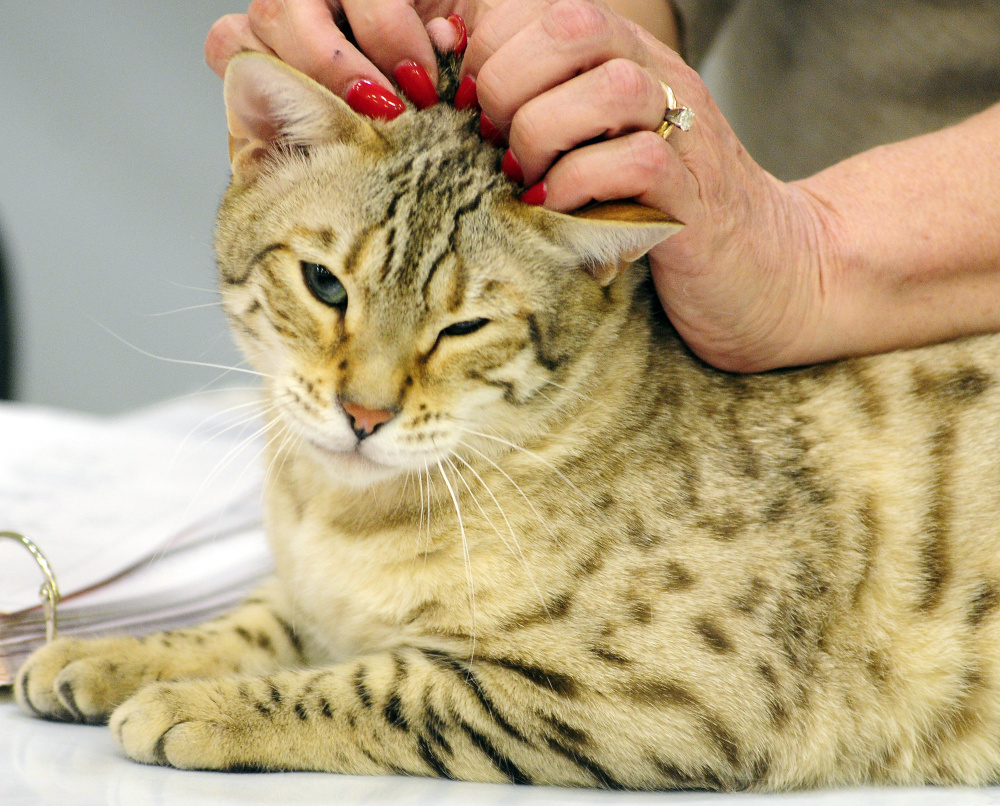 Judge Christina Baumer pets a Bengal cat as she judges entries at the cat show on Friday at the Augusta State Armory.
