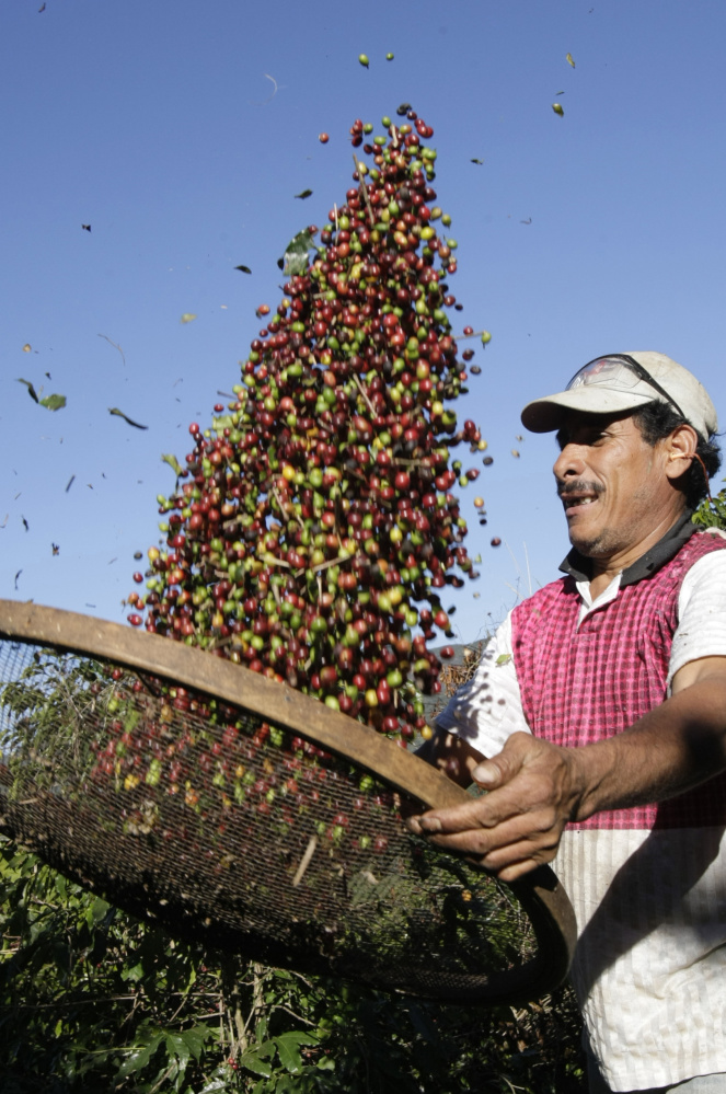 A worker sorts coffee beans in Brazil. A report on coffee workers' labor conditions is aimed at consumers, policymakers and the industry's specialty "fringe."