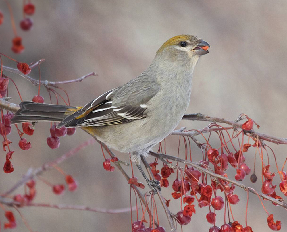Pine grosbeak may be pretty darn regal but when there's fermented fruit around, they've been known to, oh, take a little nip or three.