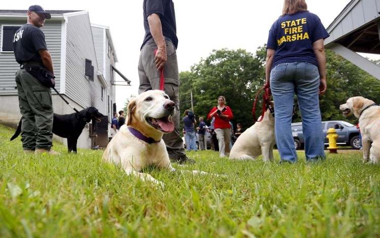 Arson dogs like these and their handlers will continue to come to Maine to be trained and certified, program founder Paul Gallagher said Monday. Gallagher said a news release from New Hampshire state officials announcing the program's relocation was an overreaction.