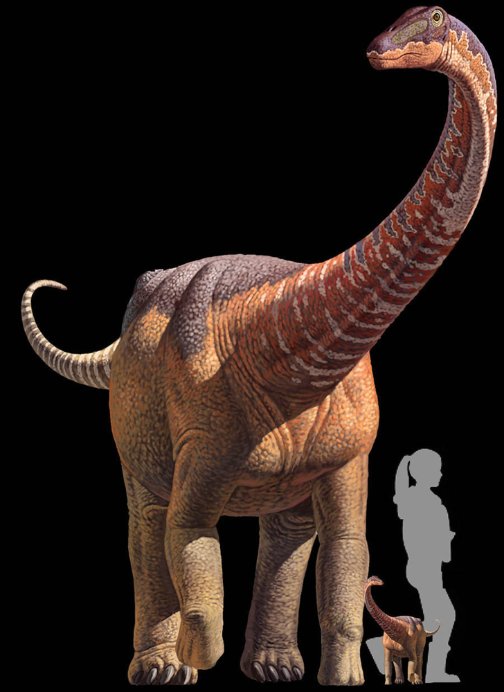 An artist's rendering puts a titanosaur in perspective.
