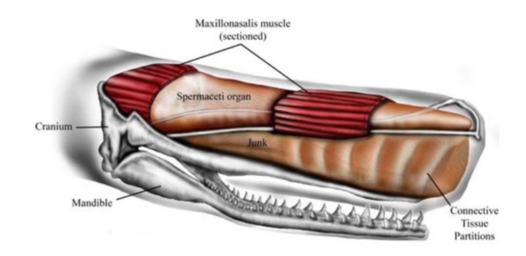 Male sperm whales can be 60 feet long, and their foreheads make up one-third of their length and a quarter of their body mass. Inside are two oil-filled sacs, one atop the other. The spermaceti organ is on top and on the bottom is the junk sac, or, as the study refers to it, "the junk." 