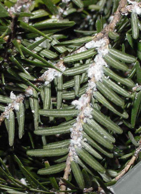 The sap-sucking woolly adelphid is busy taking out hemlock trees in Maine and elsewhere in the Northeast. The insect secretes a white, wool-like substance on the undersides of hemlock needles and branches.