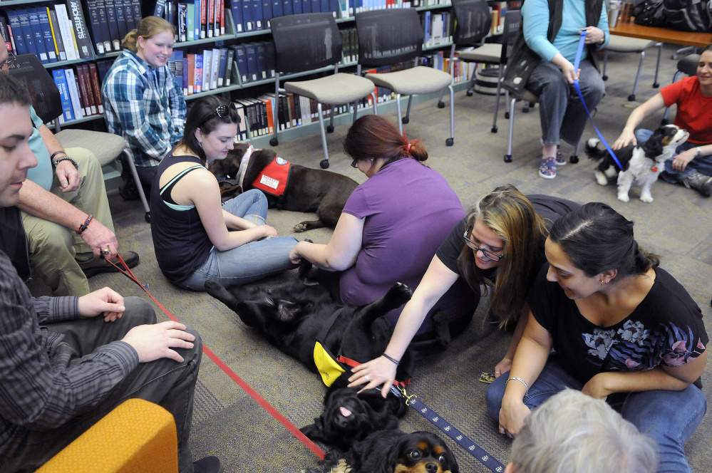 University of Maine at Augusta students Judith Rodriquez, right, and Jade Noonan pat therapy dogs Cody, right, and Peko during a visit Wednesday to the Augusta campus on finals week.