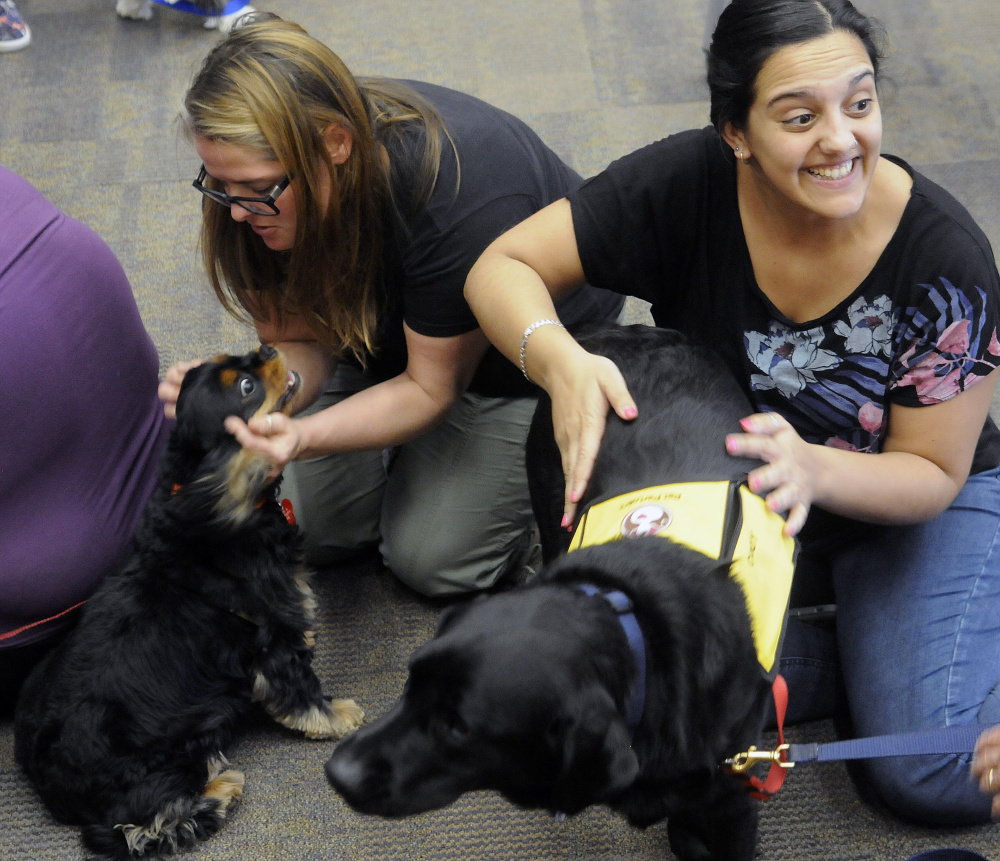 University of Maine at Augusta students Judith Rodriquez, right, and Jade Noonan pat therapy dogs Cody, right, and Peko during a visit Wednesday to the Augusta campus library during the final, stressful week of school.