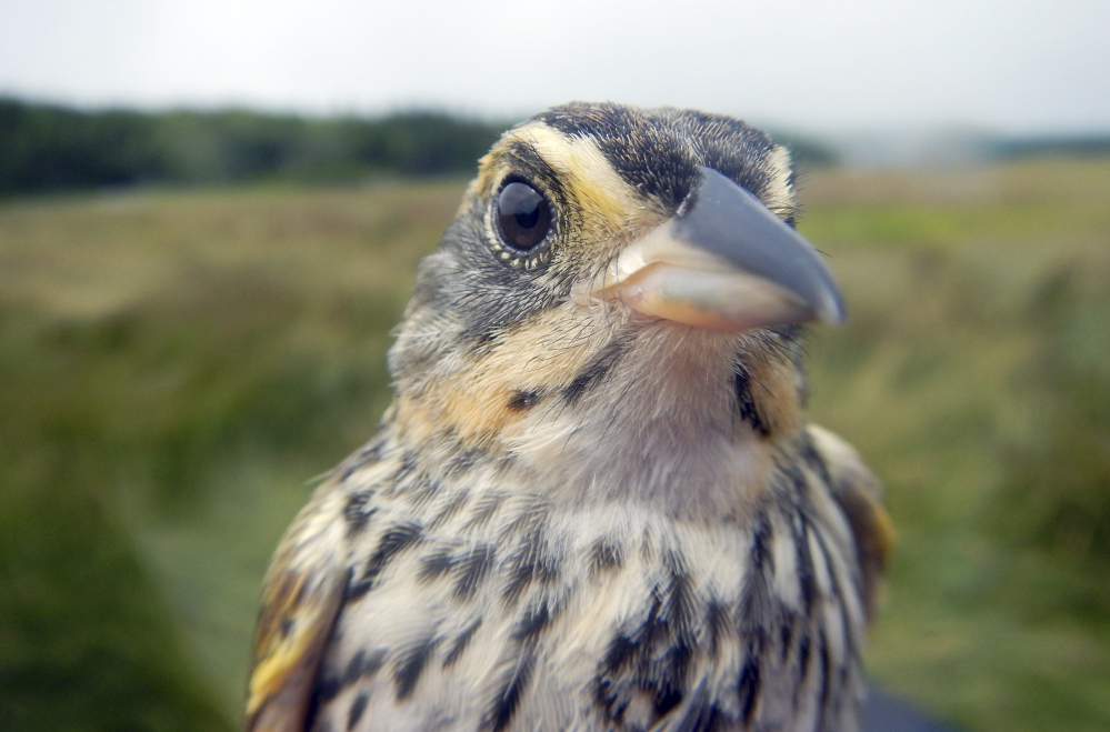 Scientists say the population of the saltmarsh sparrow, which live in coastal areas from Maine to Virginia, is declining.