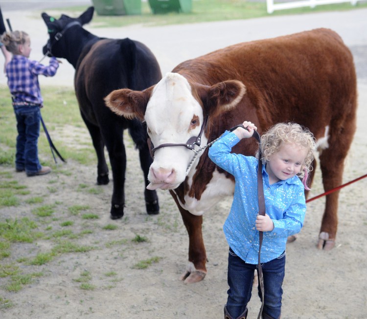 Elizabeth Wright, 3, right, of Clinton, and Lindsey McGee, 5, of West Gardiner, prepare to show their beef critters at the New England Livestock Expo in Windsor on Sunday.