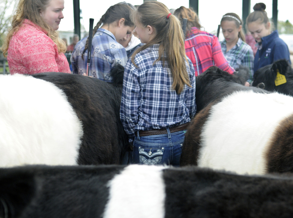 Girls line up Sunday to compete with their Belted Galloways at the New England Livestock Expo in Windsor.