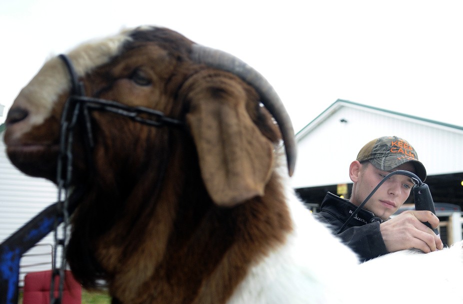 Shawn Mills, of Augusta, grooms a Boer goat before exhibiting it at the New England Livestock Expo in Windsor on Sunday.