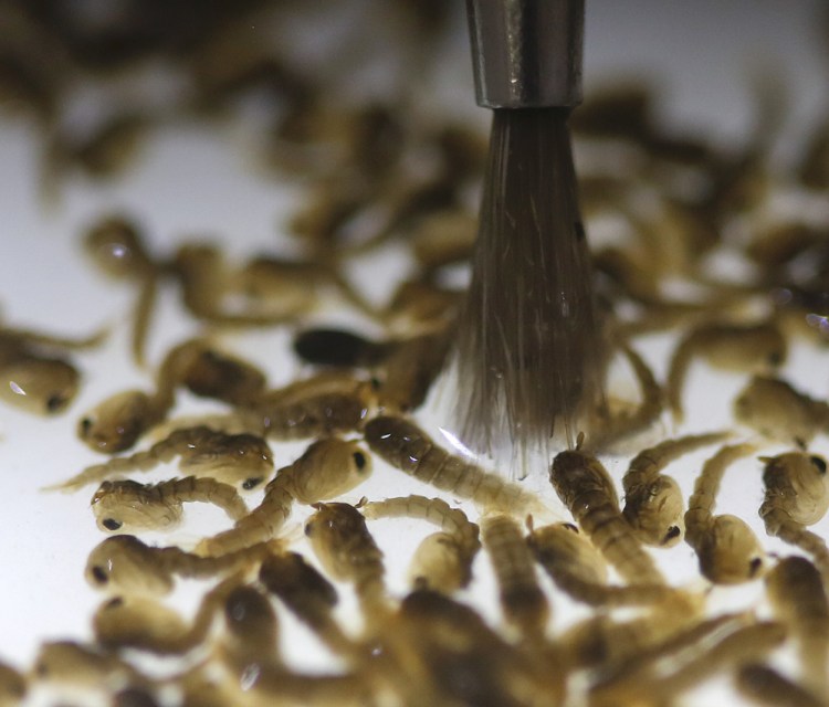 These pupae can grow into mosquitoes that spread the Zika virus. They present a challenge in North America because they live and breed in places that are often difficult for humans to identify or access.
